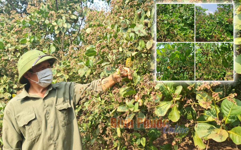 Niên vụ điều 2021-2022: Hy vọng mong manh