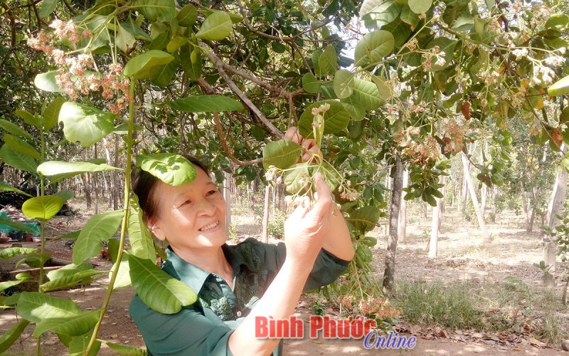 Ổn định thu nhập từ kinh tế tổng hợp