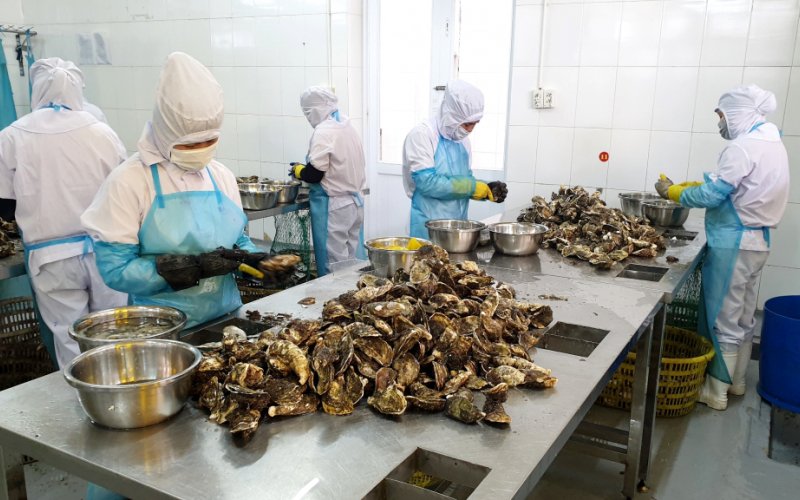 Vân Đồn: Sản vật từ biển