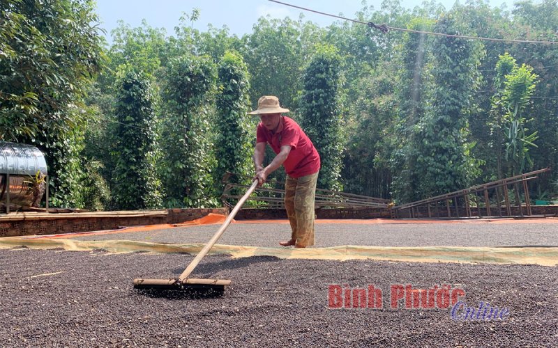 Tìm hướng đi cho cây tiêu