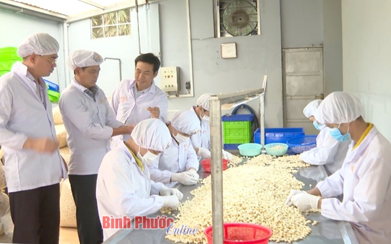 Chuỗi liên kết sản xuất và tiêu thụ sản phẩm phát huy hiệu quả