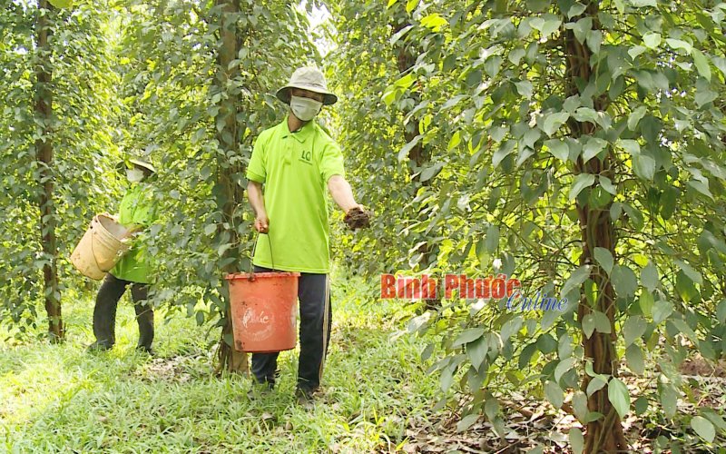 Đổi mới tư duy để phát triển nông nghiệp bền vững