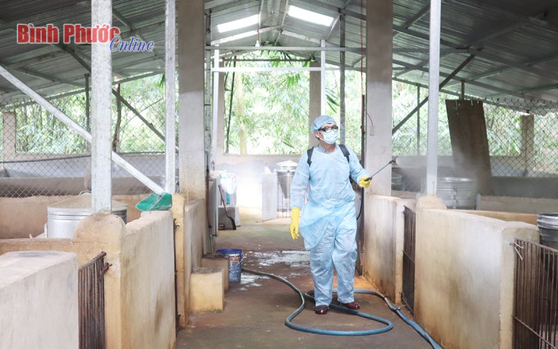 Đồng Xoài: Công bố bệnh dịch tả heo Châu Phi trên địa bàn xã Tiến Hưng
