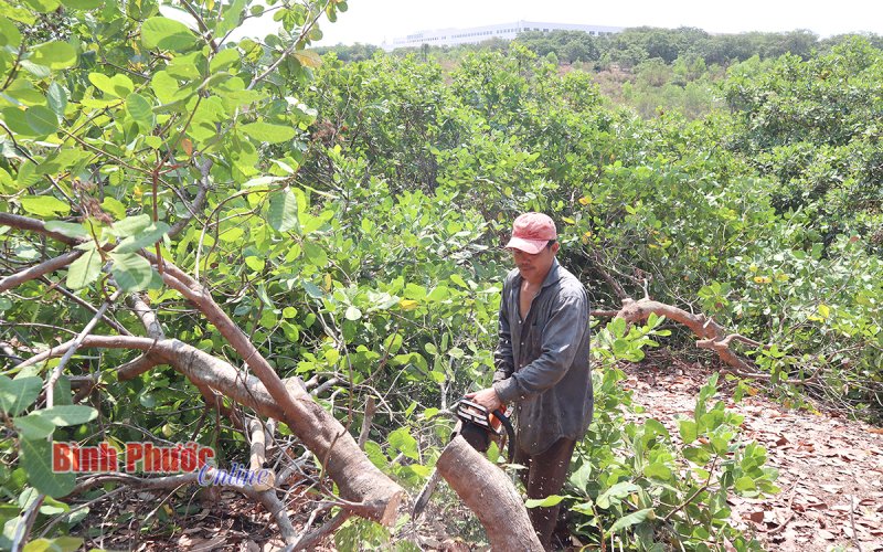 Đường chưa thông, “đất vàng” cũng hiến