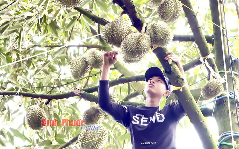 “Hạ sốt” sầu riêng