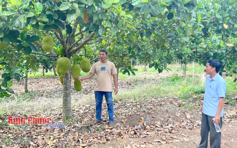 Hiệu quả vượt trội từ sản xuất nông nghiệp quy mô lớn