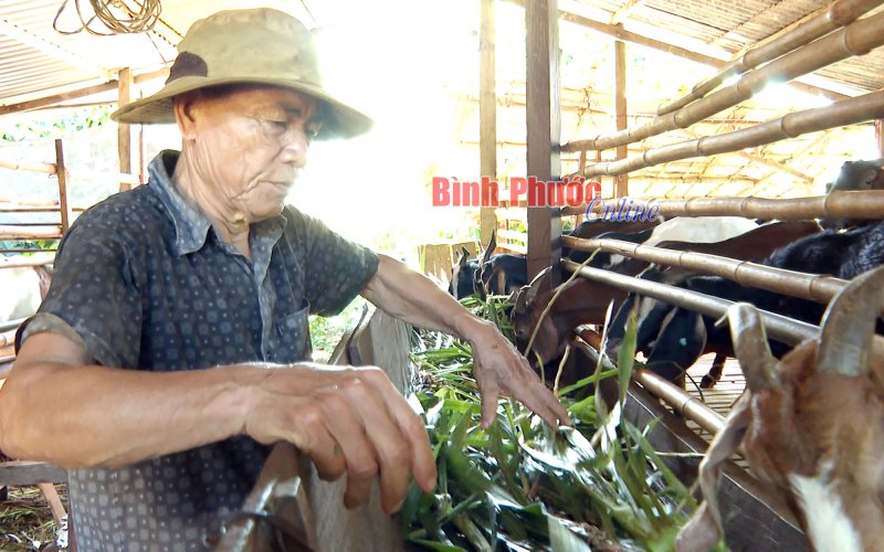 Người nuôi dê gặp khó