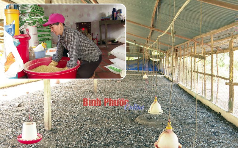 Người nuôi gà gặp khó