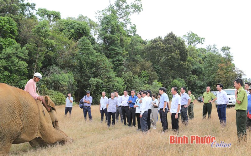 Nỗ lực bảo tồn voi giữa đại ng&agrave;n