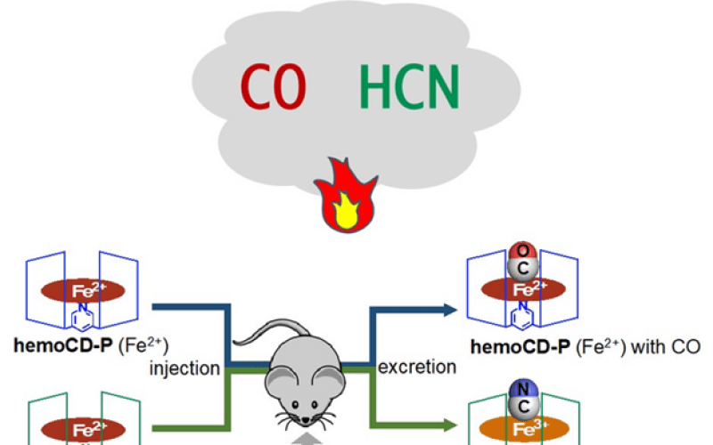 Phát hiện hợp chất có thể cứu sống các bệnh nhân bị ngộ độc khí