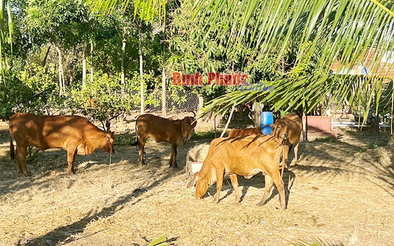 Phát triển bền vững chăn nuôi đại gia súc