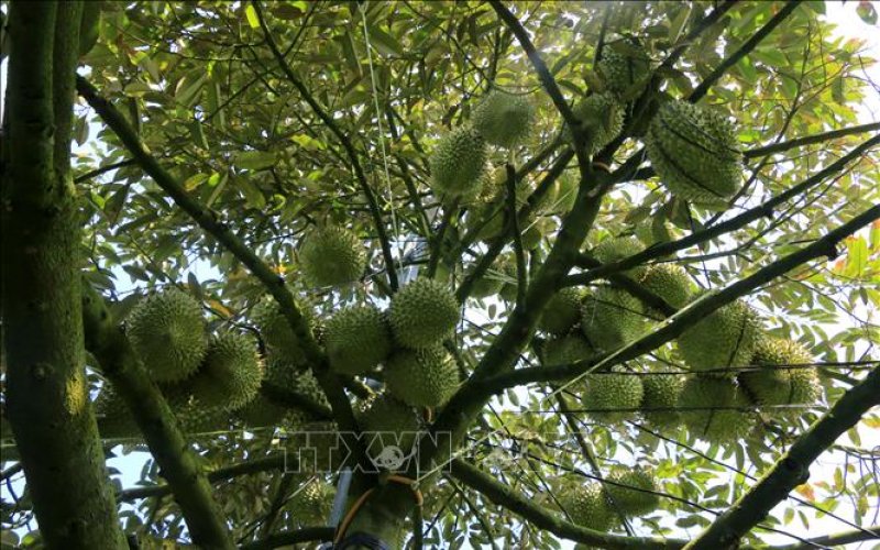 Sầu riêng mang kì vọng cho xuất khẩu trái cây Việt Nam