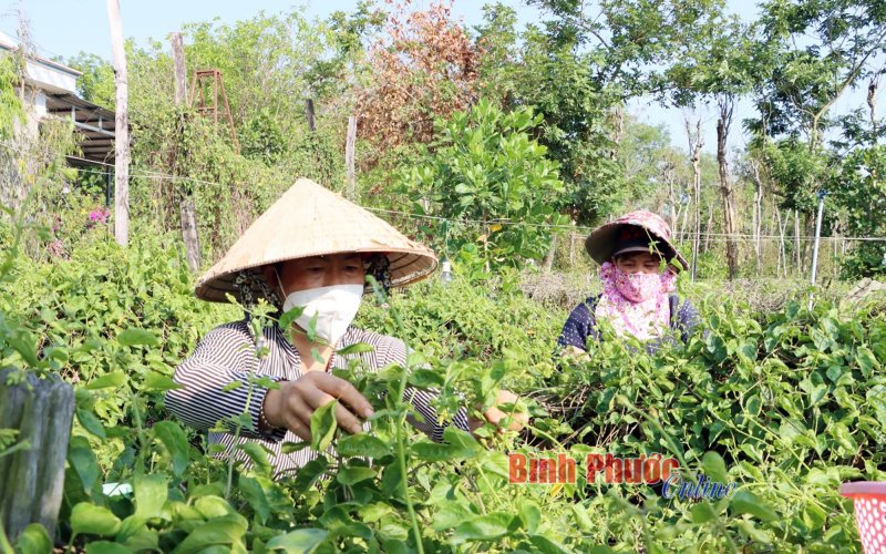 Tăng thu nhập từ hoa thiên lý