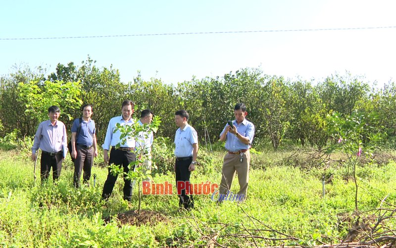 Tiềm năng từ giống cam không hạt