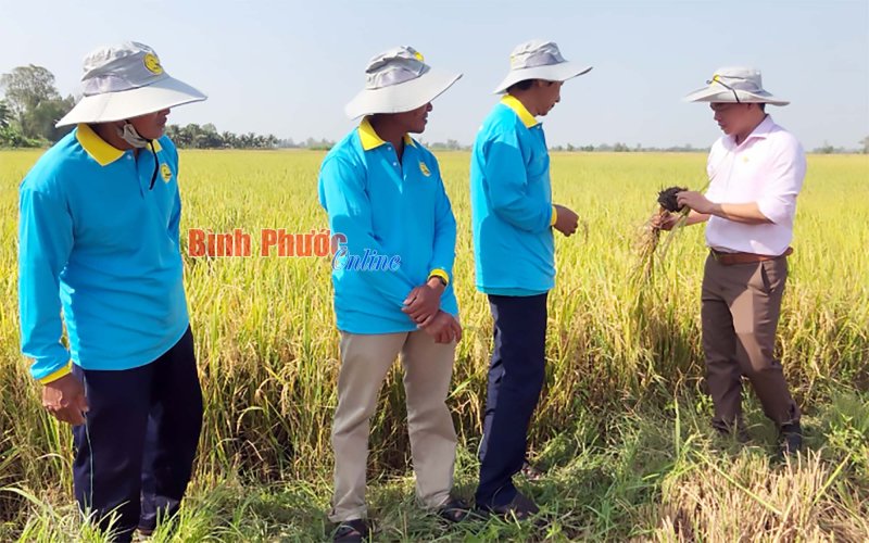 Triển vọng từ bộ sản phẩm mới chuyên dùng dành cho lúa phức hợp hữu cơ thế hệ mới