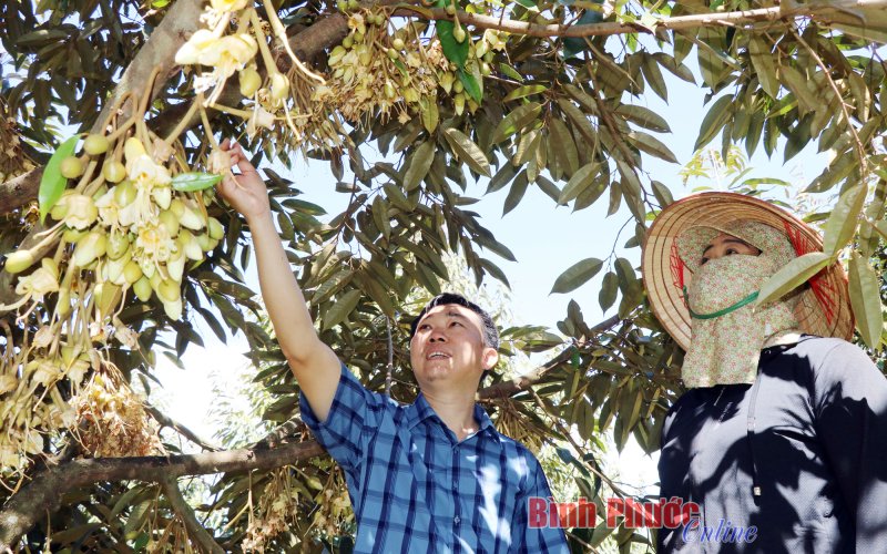 Xây dựng mã vùng trồng để phát triển bền vững