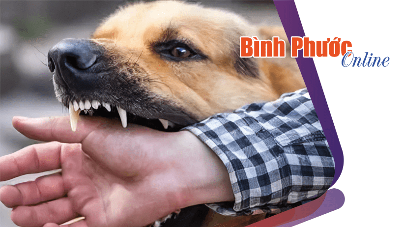 Mỗi năm Việt Nam có khoảng 500 ngàn người bị chó cắn phải điều trị