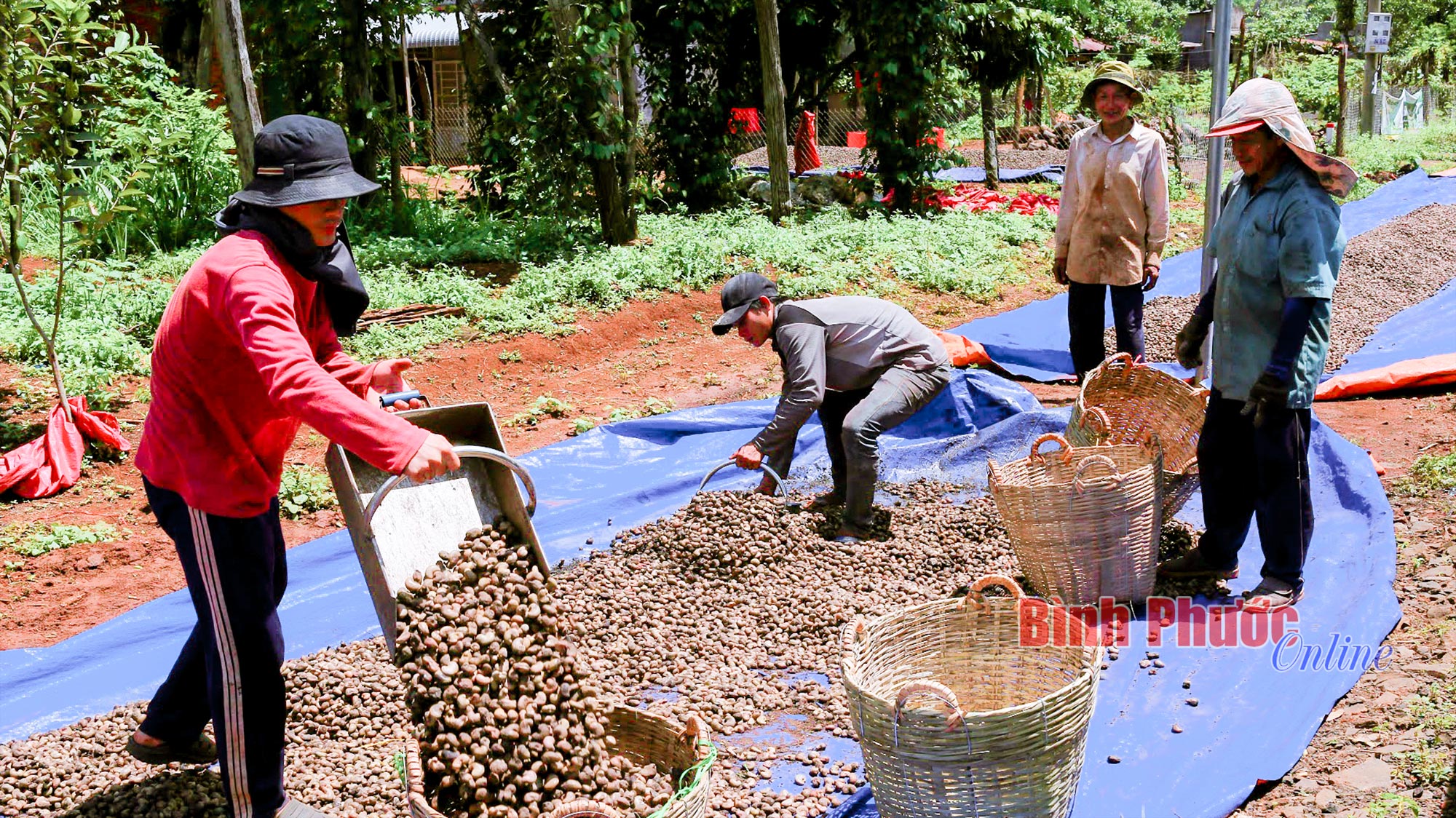 Bí quyết chăm sóc điều đạt năng suất cao