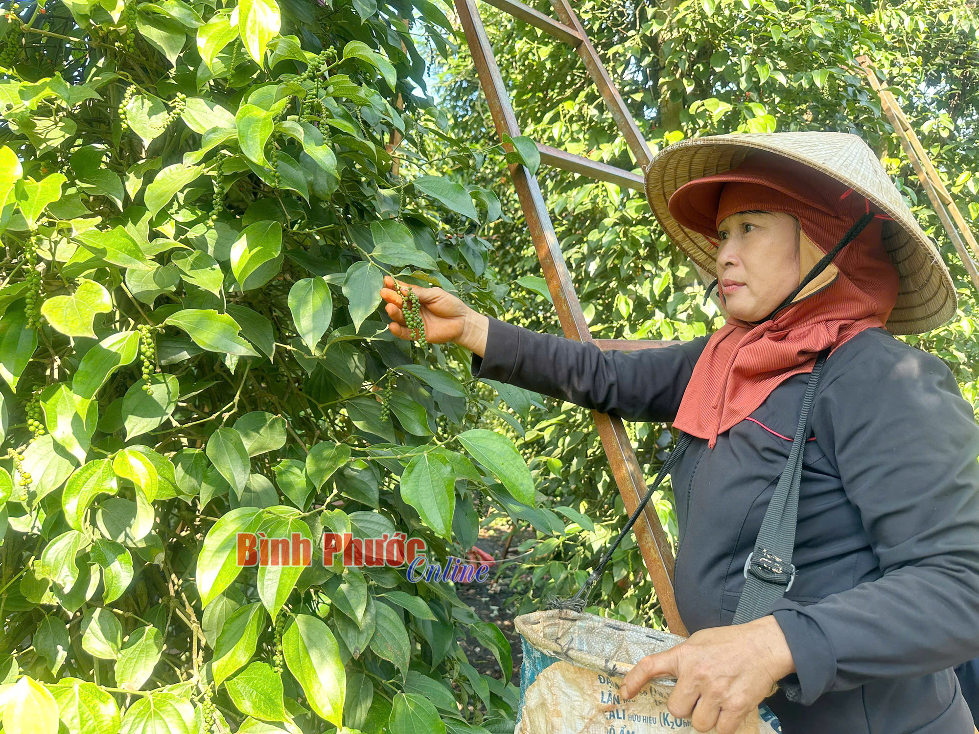 Giá tăng nhưng người trồng tiêu không vui