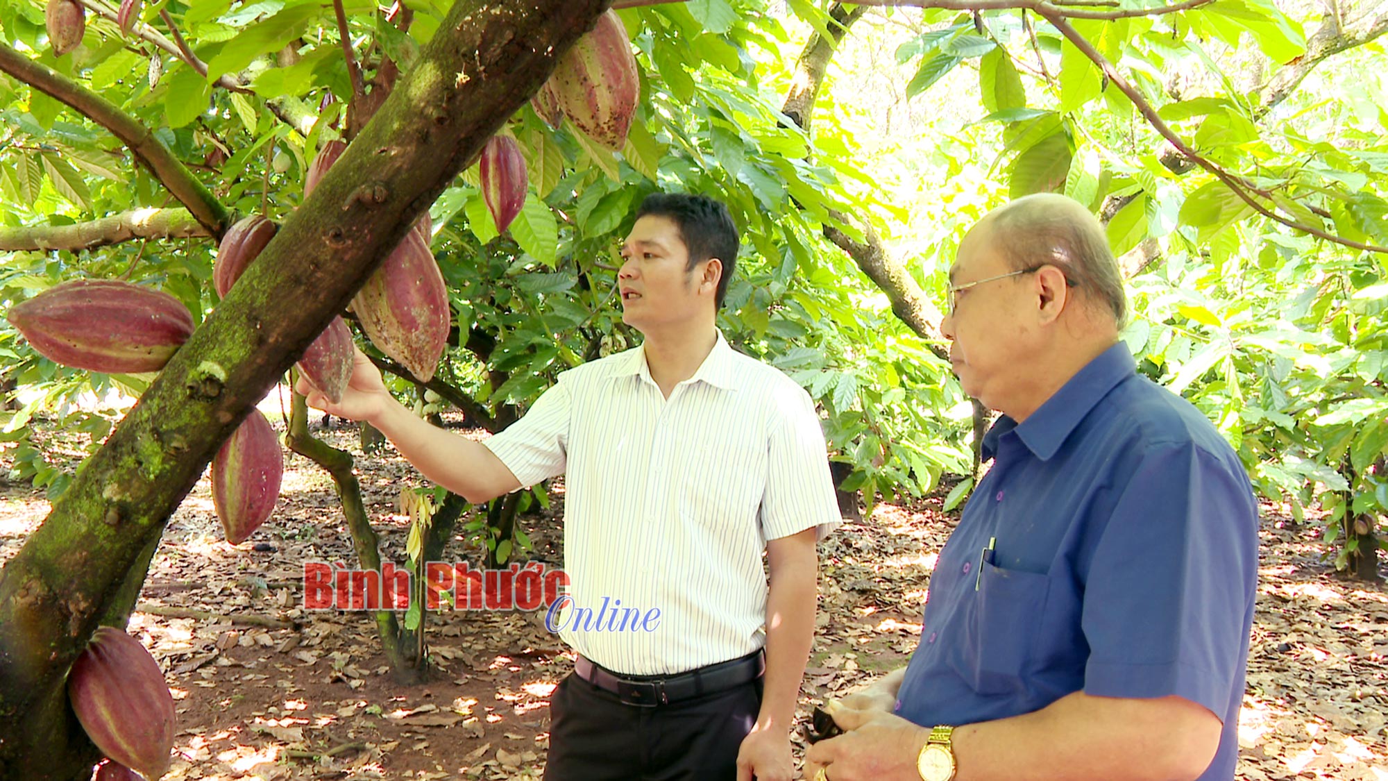 Hiệu quả từ xen canh ca cao