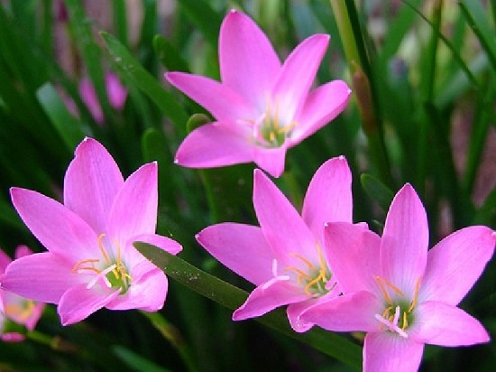 Hoa thủy tiên