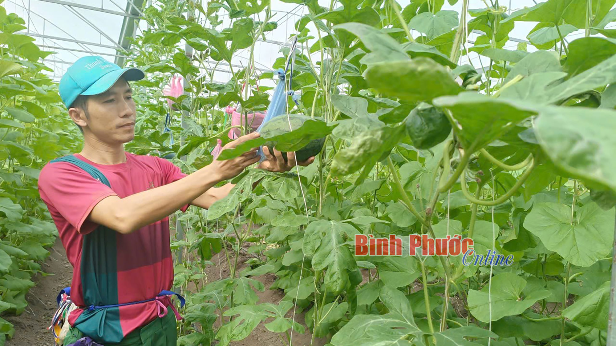 Khởi nghiệp từ dưa lưới