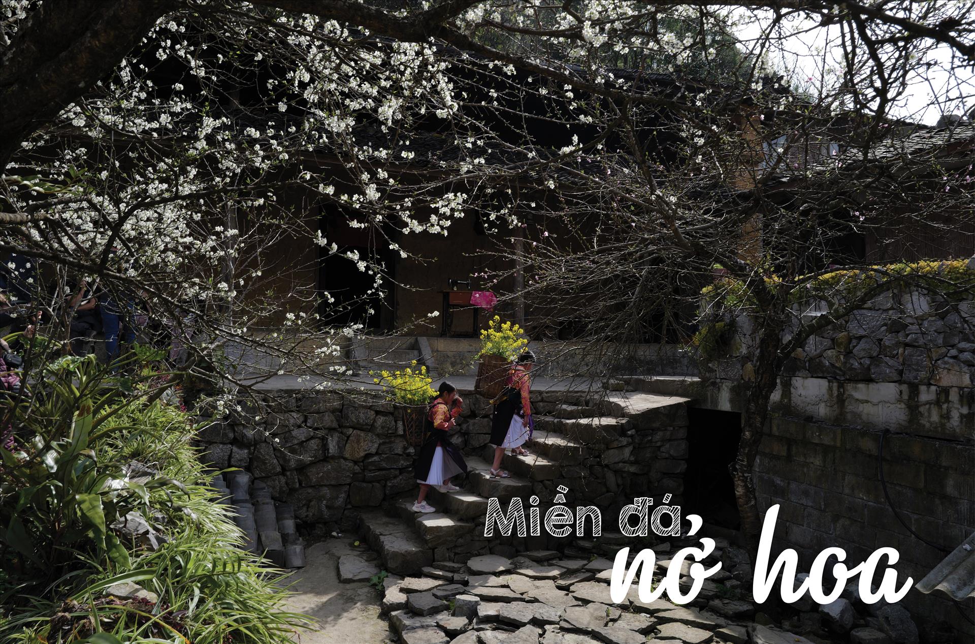 Miền đá nở hoa