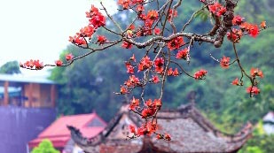 Nhớ mùa hoa gạo tháng ba