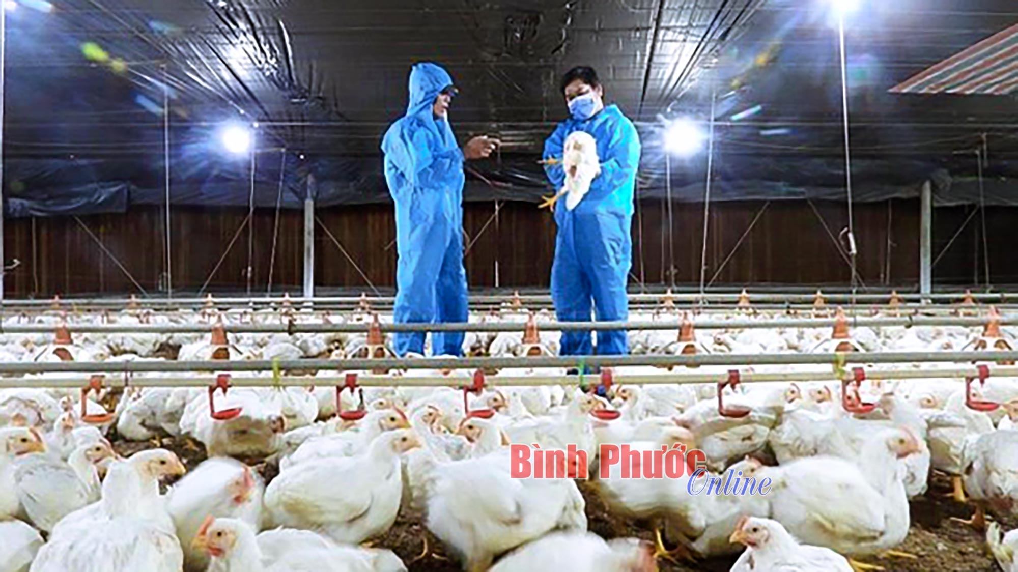 Số hóa để bứt phá chăn nuôi