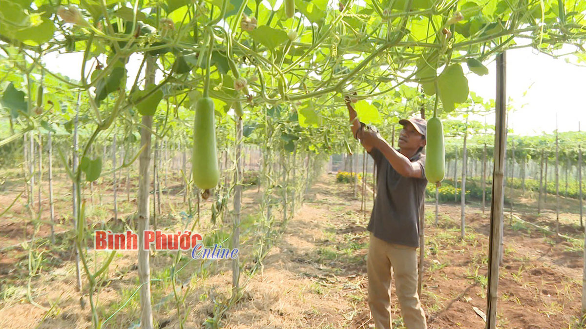 Tăng thu nhập từ trồng xen canh