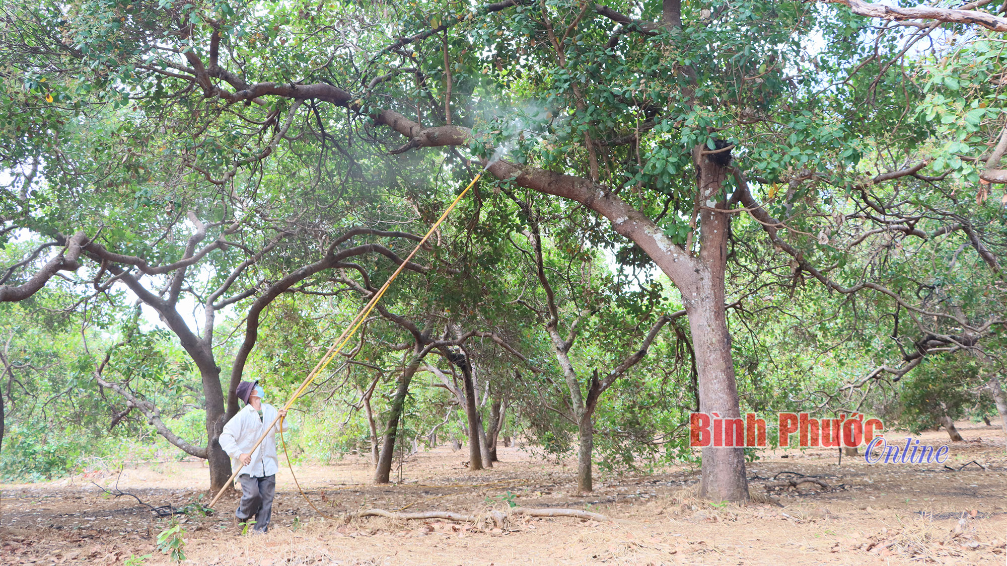 Thấp thỏm mùa điều