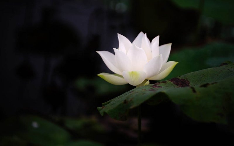 Tin buồn