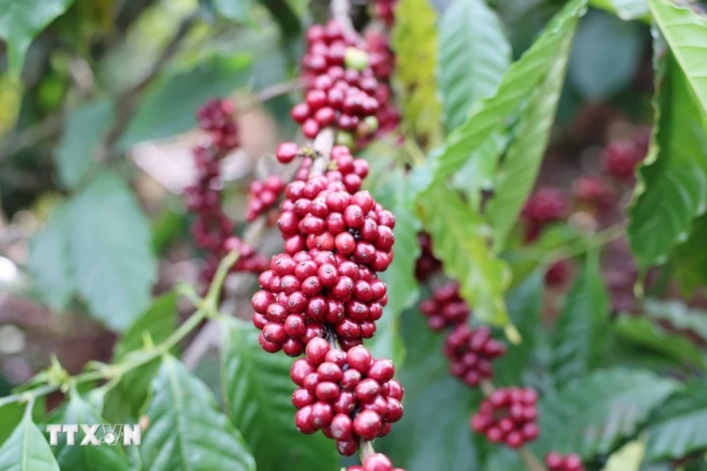 Tri thức càphê Đắk Lắk được công nhận Di sản Văn hóa phi Vật thể Quốc gia