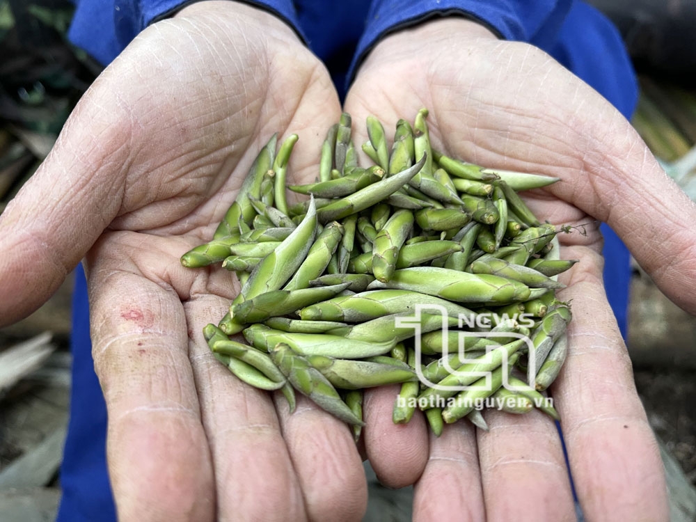 'Vén màn' bí ẩn chè cổ núi Tam Đảo thuộc địa phận Thái Nguyên - Kỳ 2: Giống chè Shan quý