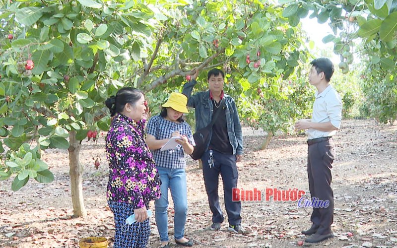 Giải pháp tăng năng suất cây điều