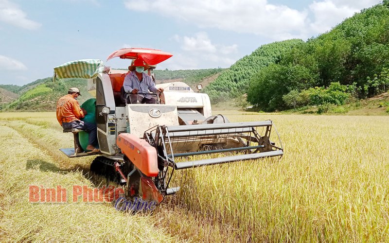 Gỡ khó để xây dựng thương hiệu Gạo sạch Đăng Hà