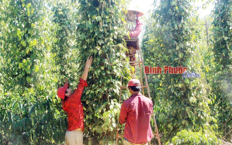 Năng động trước thị trường biến động  