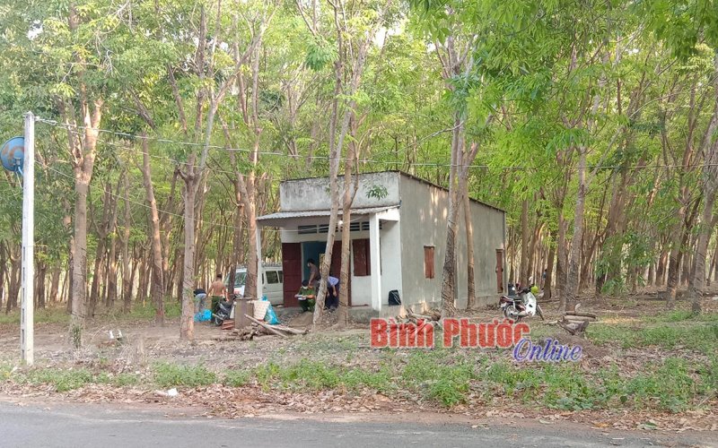 Người đàn ông tử vong bất thường trong vườn cao su