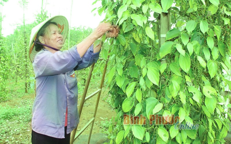 Người trồng tiêu đã vui trở lại