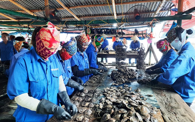 Phát triển bền vững nghề nuôi biển: Đẩy nhanh tiến độ những hoạt động "xương sống"