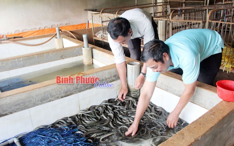 Tăng thu nhập từ nuôi lươn không bùn