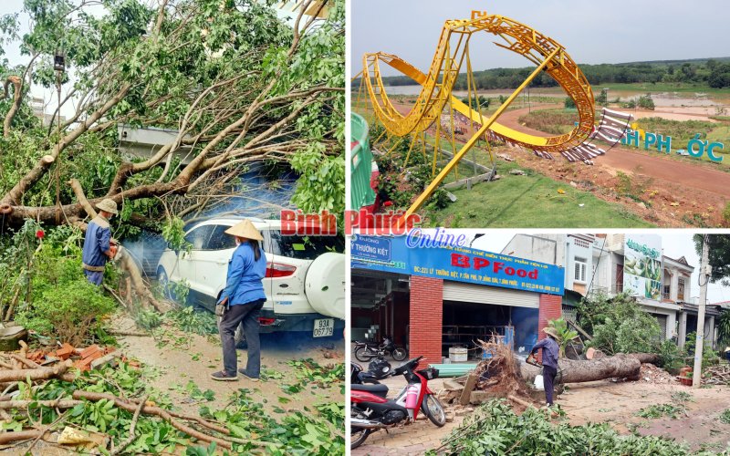 Đồng Xoài chủ động phòng ngừa và xử lý ngã, đổ cây xanh khi có giông lốc