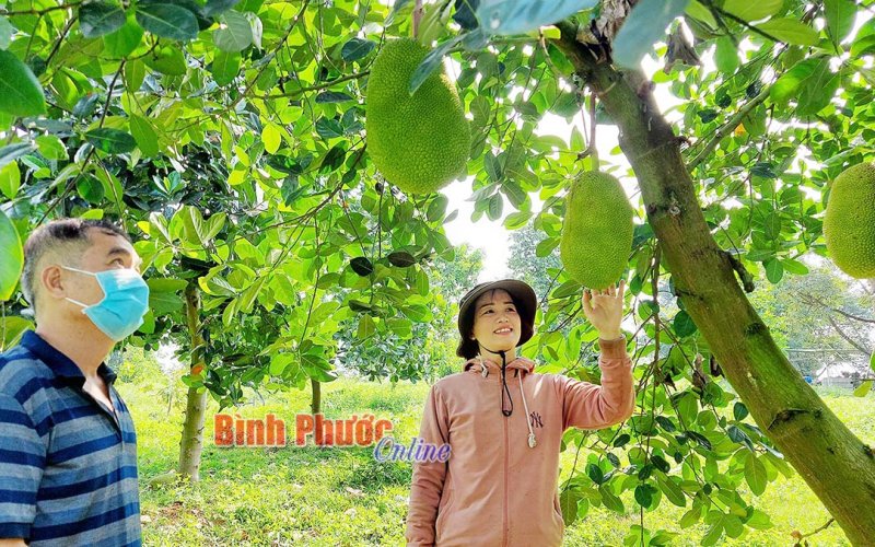 Hợp tác xã Phương Nghĩa với mô hình “trọn gói”