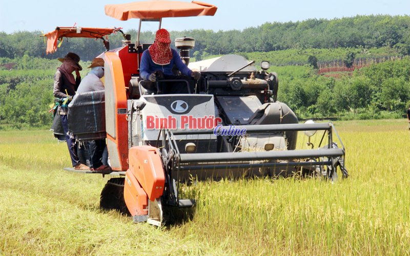 Kỳ vọng thương hiệu lúa Lộc Quang