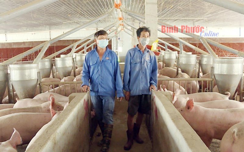 “Lợi kép” từ chăn nuôi heo khép kín