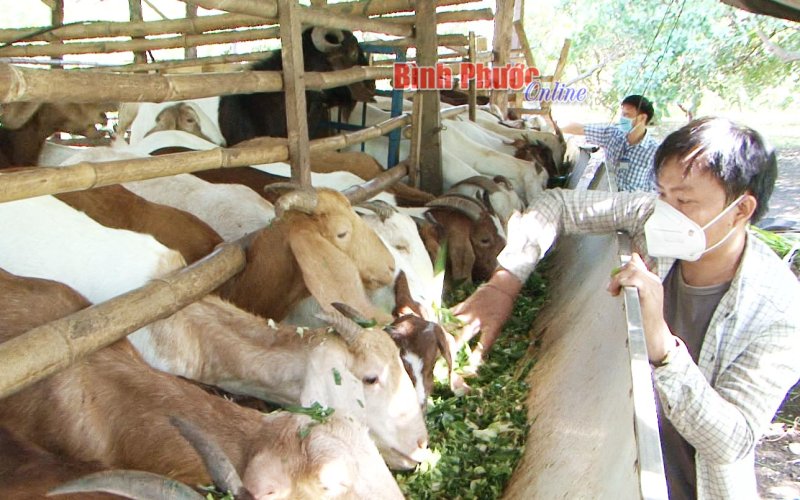 Nuôi dê kết hợp trồng trọt: Hướng đi bền vững