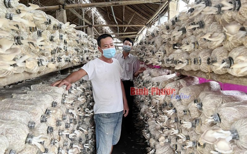 Thu tiền tỷ dưới tán cao su