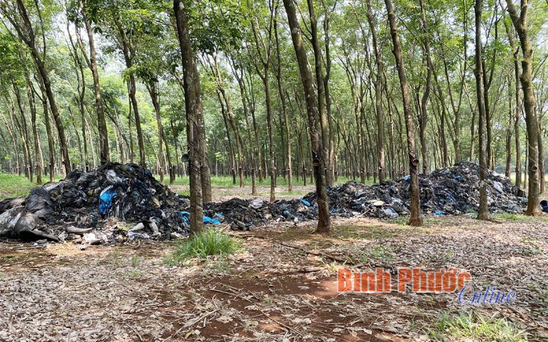 Truy tìm đối tượng đổ trộm khoảng 20 tấn rác thải trong vườn cao su