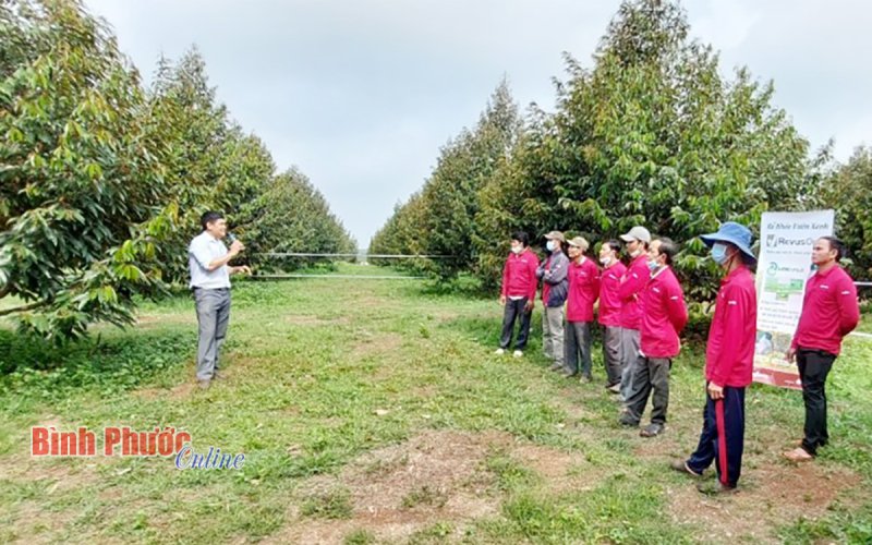Bình Phước: 200 nông dân tham gia hội thảo chăm sóc sầu riêng