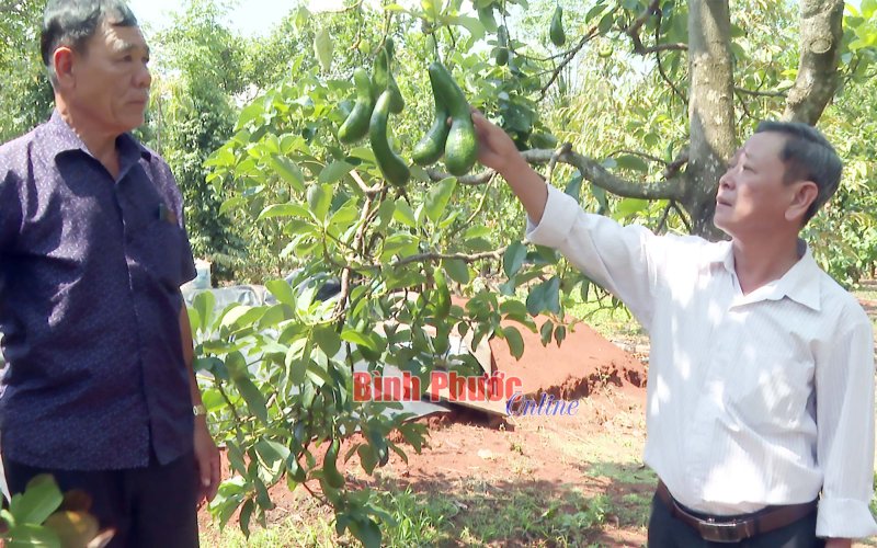 Cần sự ổn định cho trái bơ